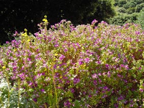 Polygala x myrtifolia